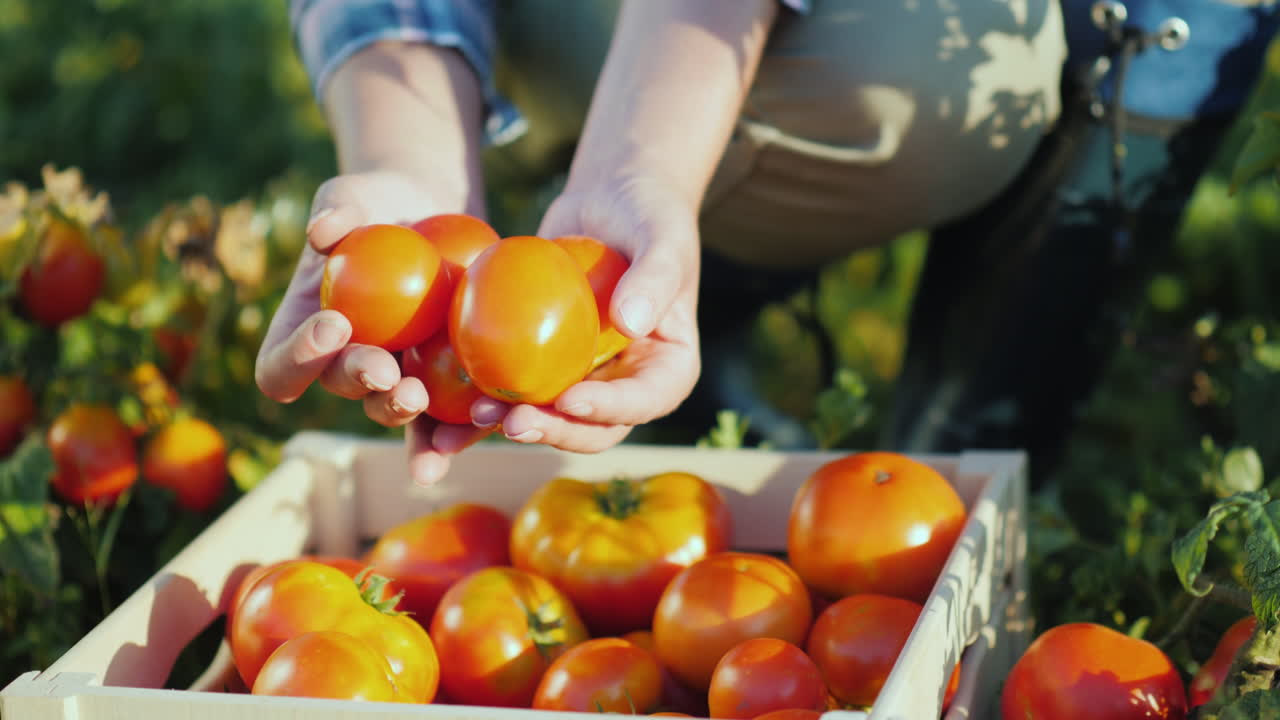 밭에서만 채취한 즙이 많은 붉은 토마토