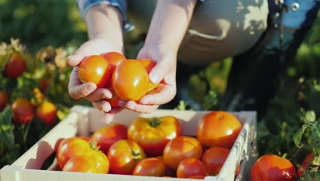 jugosos tomates rojos solo recolectados del campo