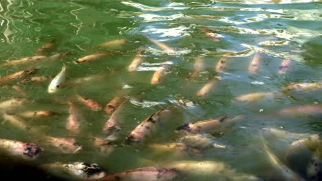 large koi fish, swimming in a pond