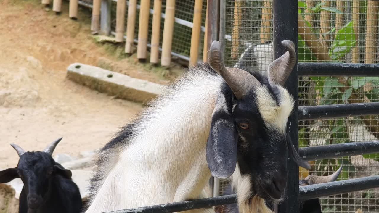 동물원 안의 염소