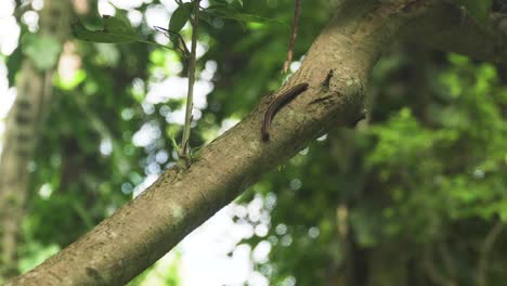 Millipede Crawling on Tropical Tree in Puerto Rico