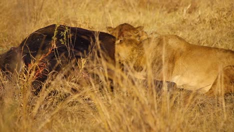 Junger-Männlicher-Löwe,-Der-Sich-Von-Büffelkadavern-Ernährt