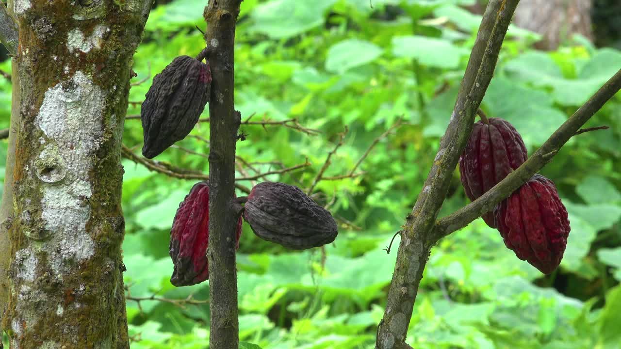 The cacao tree from which chocolate is extracted grows in the jungles of Ecuador