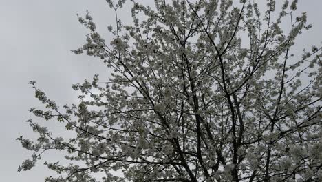 Asombroso-Manzano-En-Flor-Con-Flores-Blancas-En-Un-Día-Lluvioso-En-Galicia