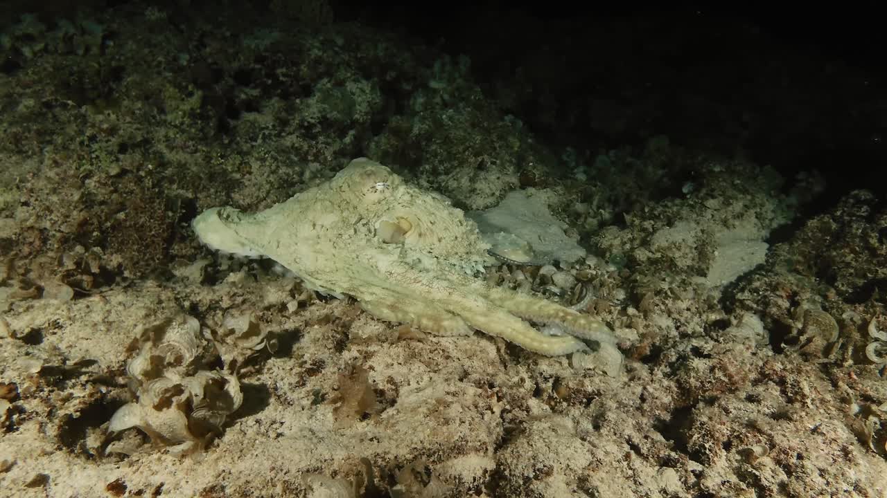 An octopus is perfectly camouflaged against coral and rocks during a night dive in Mauritius. Fascinating marine intelligence and adaptive behavior captured in a natural underwater habitat
