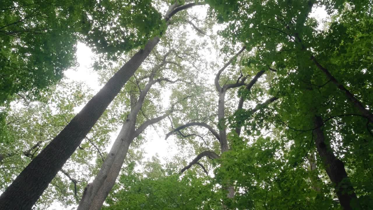 mirando hacia los árboles arrojados por el viento, pennsylvania