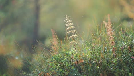 Slender-stems-of-horse-grass,-lichen,-and-miniature-plants-in-lush-forest-undergrowth