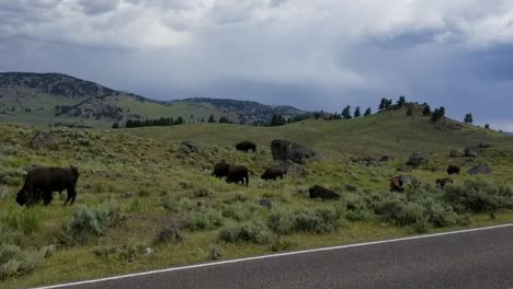 a herd of buffalo grazing on a pretty landscape