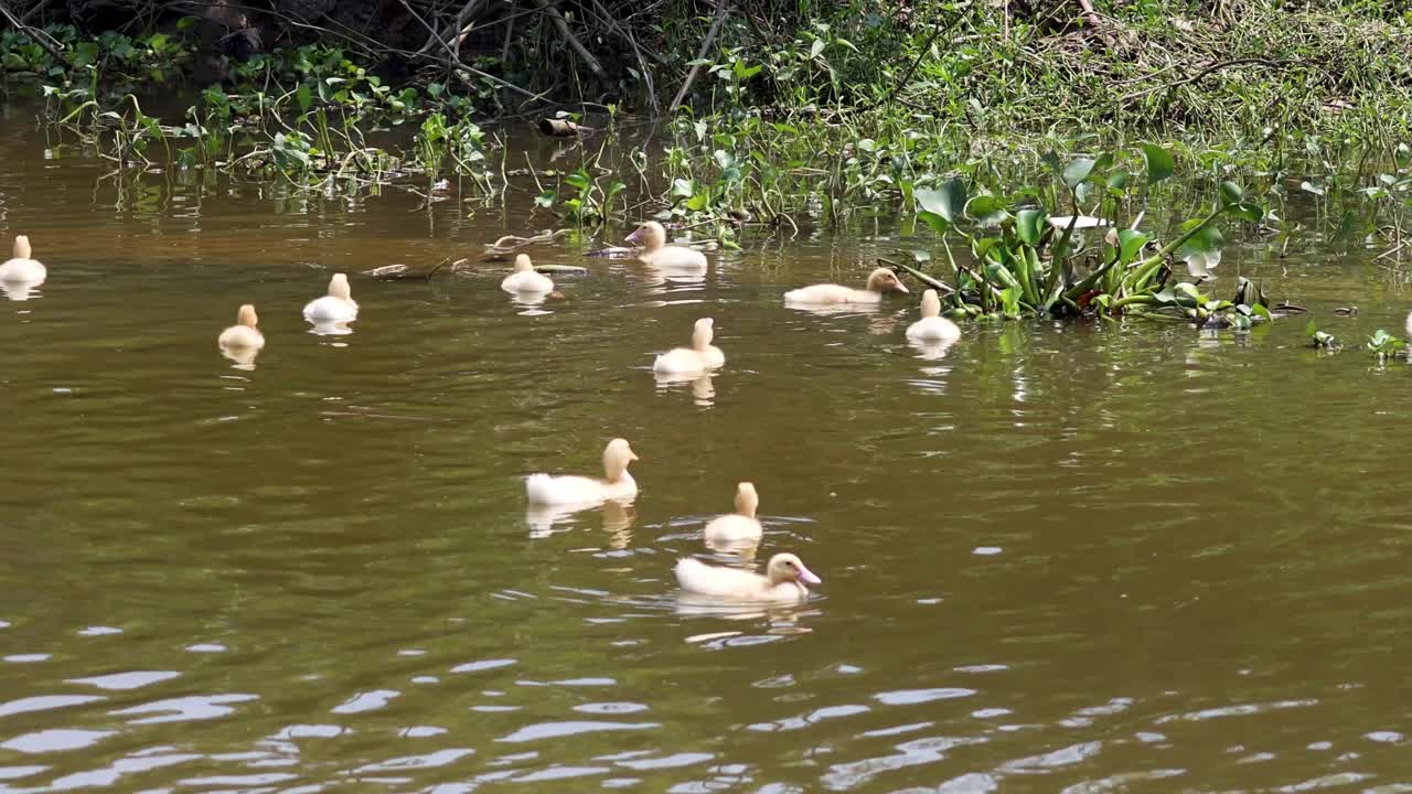 Anatre che nuotano insieme in un fiume tranquillo