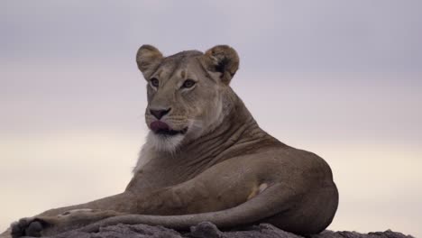 lioness resting on rock 04