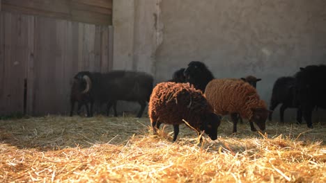 sheep grazing in a barn