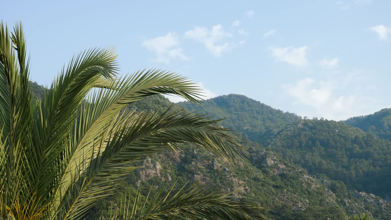 마르마리스 의 큰  잎