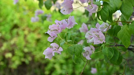 close-up of blooming bougainvillea flowers, bright pink paper flower in a backyard