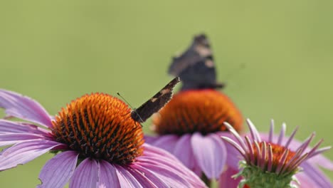 pair of two butterflies eating nectar from orange coneflower - macro static shot