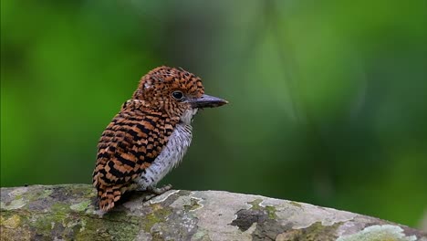 A-tree-kingfisher-and-one-of-the-most-beautiful-birds-found-in-Thailand-within-tropical-rain-forests