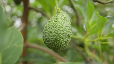 aguacate en cámara lenta de cerca 1