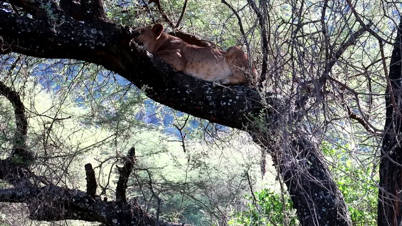 암사자는 나뭇가지에 누워 탄자니아 마냐라 호수의 높은 곳에서 오줌을 누고 있다