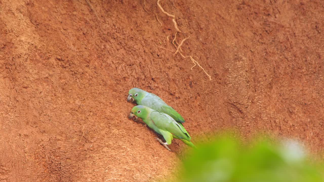 en chuncho lick arcilla, loros harinosos tierra y se alimentan de arcilla, vital para su digestión y salud