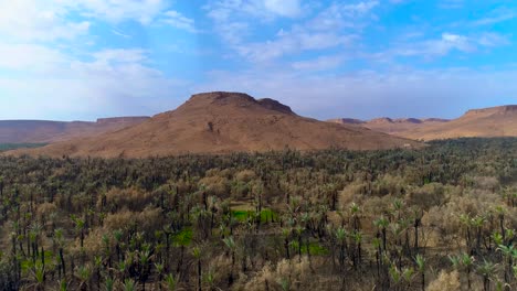 aerial flyover tropical trees growing in deep desert of morocco