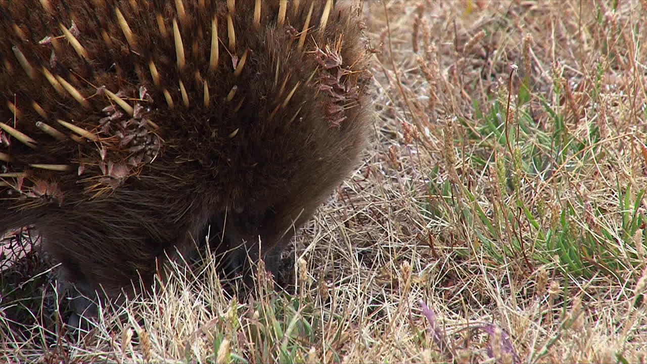 primer plano de un oso hormiguero australiano forrajeando en la hierba 4
