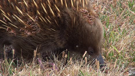 Cerca-De-Un-Oso-Hormiguero-Australiano-Forrajeando-En-La-Hierba-4