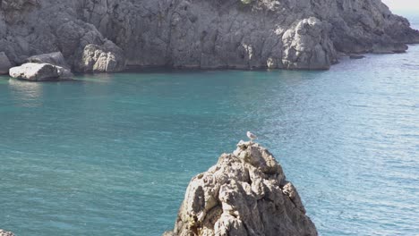 coastal scenery with a gull on a rock