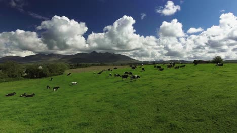 Aerial-drone-shot-of-cows-walking-on-farmland,-landscapes,-and-mountains-in-Ireland