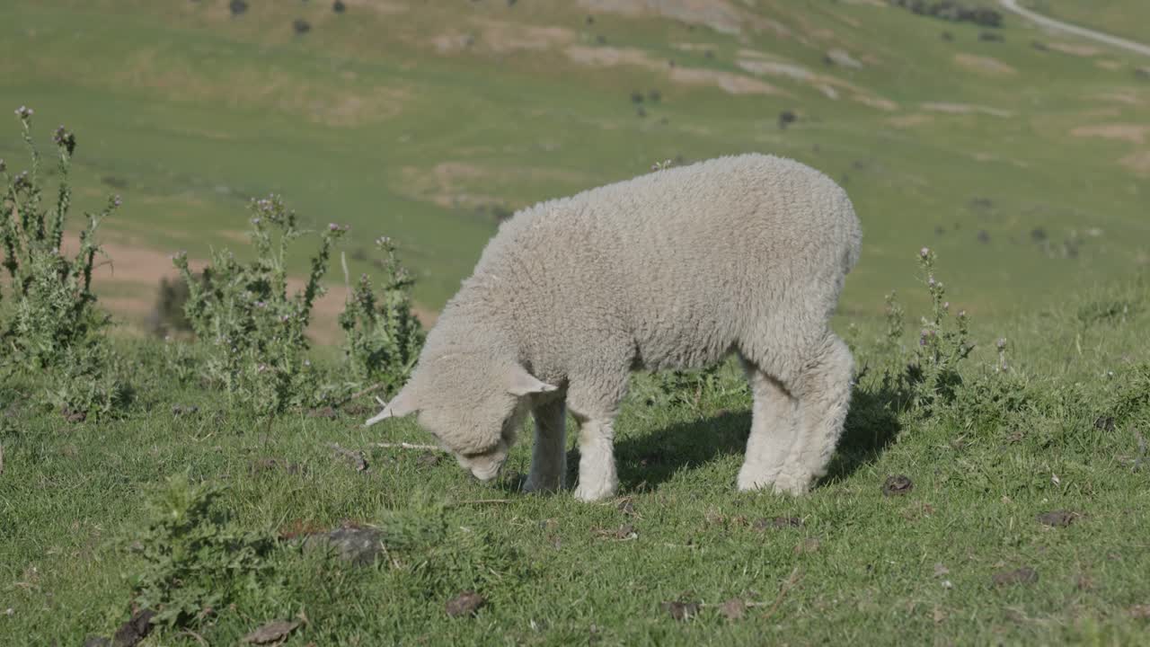 Fluffy sheep eating grass and looking at camera on a sunny summer day in New Zealand.
