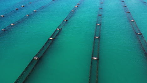 aerial close view of clam breeding farm in lines in middle of blue turquoise sea