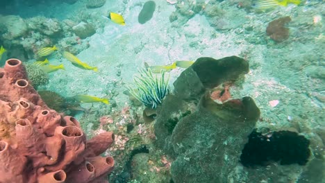 fast swimming shoals of colourful yellow fishes on a healthy coral reef in crystal clear water of timor leste, south east asia