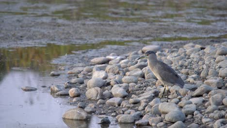 black crowned night heron searching fish in lakeside