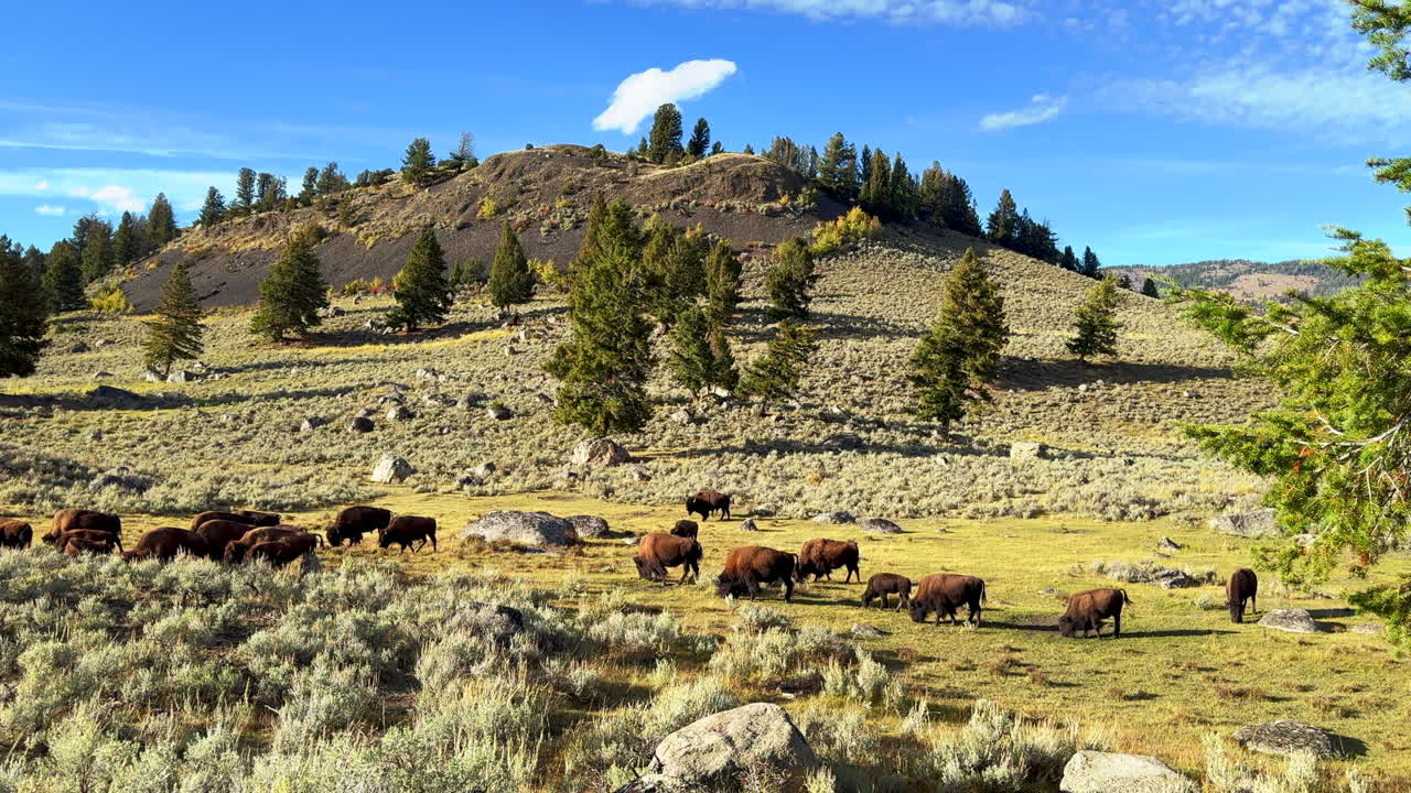 En stor buffelhjord med familjer i Lamar Valley, Yellowstone nationalpark, Wyoming och Montana. Vackert djurliv under en solig höstdag med fantastiska gula färger. Filmisk slow motion-panorering åt vänster.