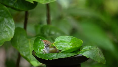 the cute little olive-backed tailorbird is playing in the water on a green bowl leaf