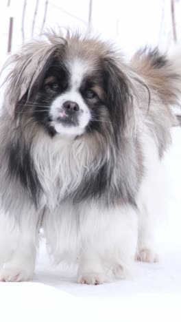 fluffy dog in the snow