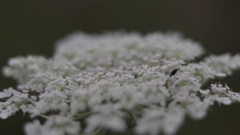 rack focus along queen anne's lace flower.