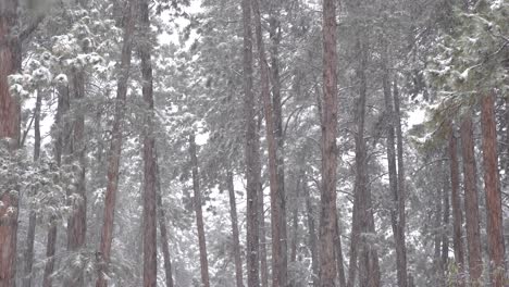 snowfall in the woods during daytime