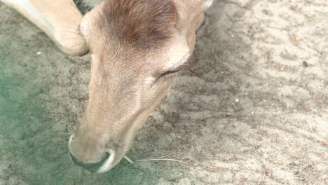 ciervo indefenso respirando por última vez en el zoológico de oliwa gdansk