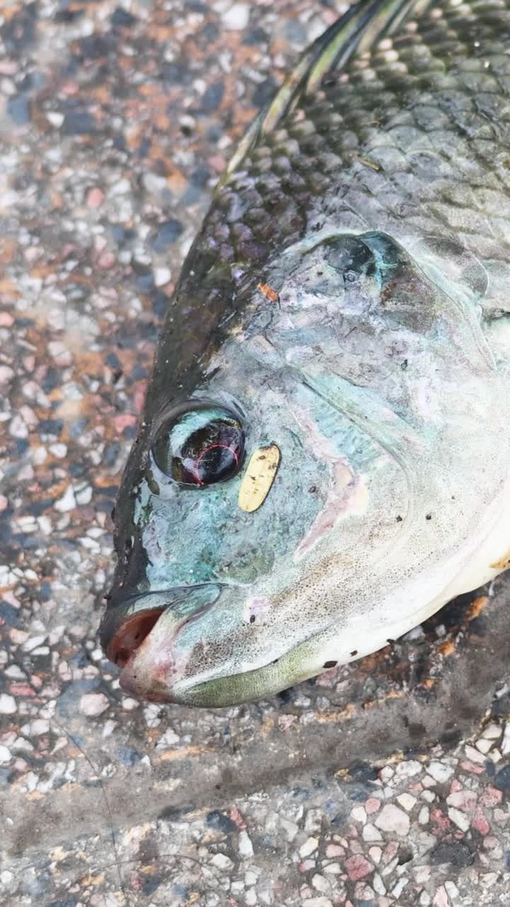 물 밖의 물고기가 숨을 쉬기 위해 고군분투하고 있습니다.