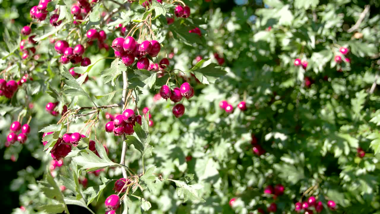 봄에 많은 크라테구스 과일이 꽃을 피웠다