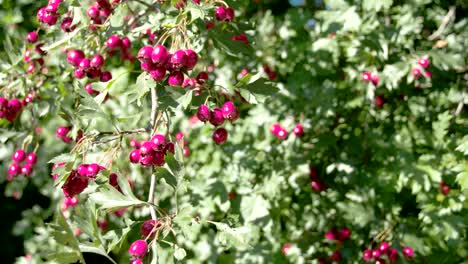 lots of crataegus fruits bloomed on the spring
