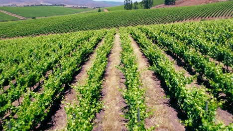 test pit on the clay soil in trellised vineyards in leyda valley wine region, chile