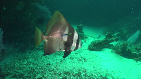 spadefish getting cleaned by cleaner fish on coral reef