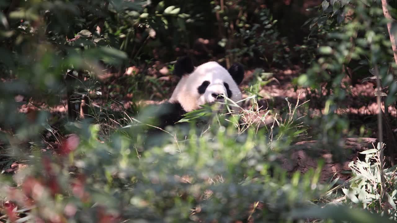 panda escondiéndose en el denso follaje en el centro de investigación de pandas de chengdu en china