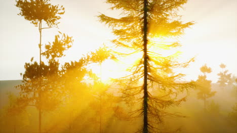 Die-Sonnenblendung-Dringt-Durch-Den-Nebel-Und-Die-Äste-Der-Bäume