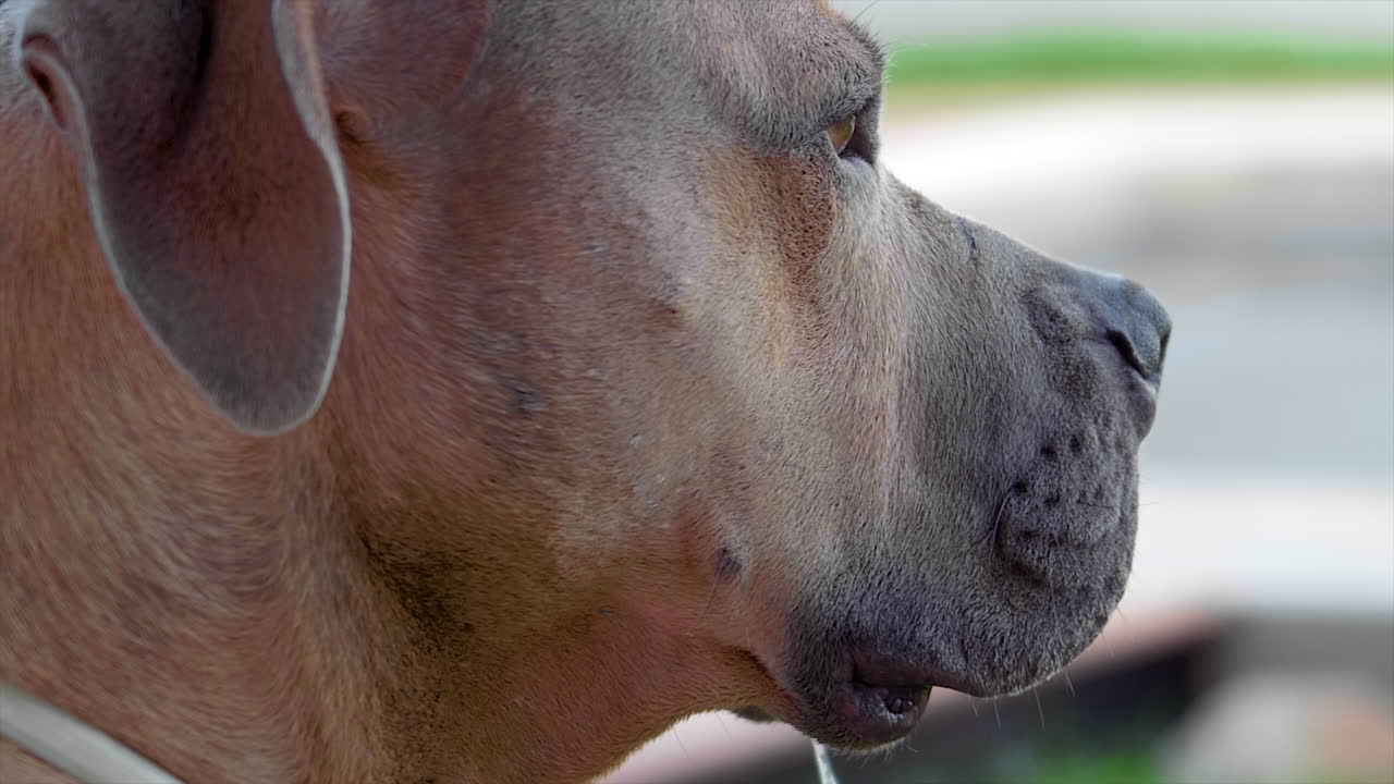 개들이 놀고 수영하는 100fps 4k 촬영