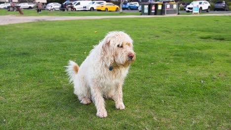 dog enjoying playtime on grassy field