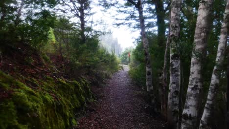 POV-Caminando-Por-Una-Ruta-De-Senderismo-Por-Un-Frondoso-Bosque-En-Nueva-Zelanda