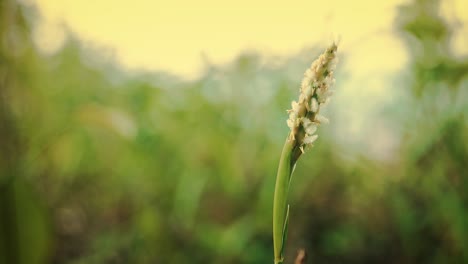 Strand-Tausendfüßler-Grasblume,-Die-Sich-Im-Frühen-Frühlingsmorgen-Gegen-Die-Brise-Wiegt