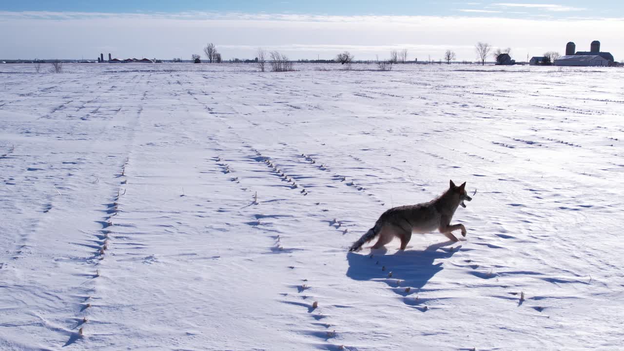 추운 겨울을 견디기 위해 깊은 가루 눈과 들판을 달리는 코요테