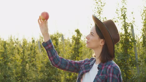 woman picking apple in orchard